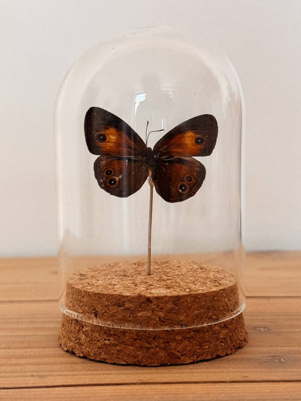 Autumn Echo - Mini Glass Dome