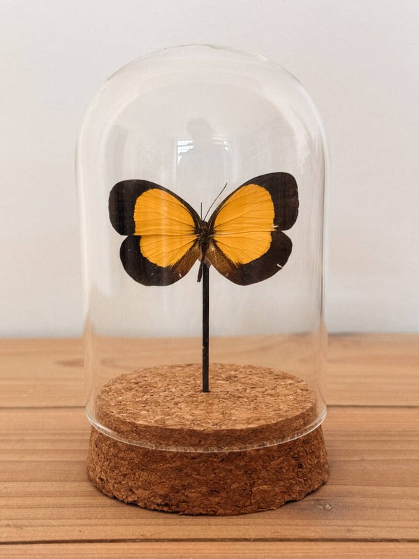Happy Glow - Mini Glass Dome
