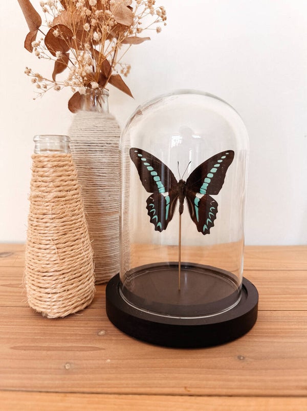 Timeless Flight - Glass Dome