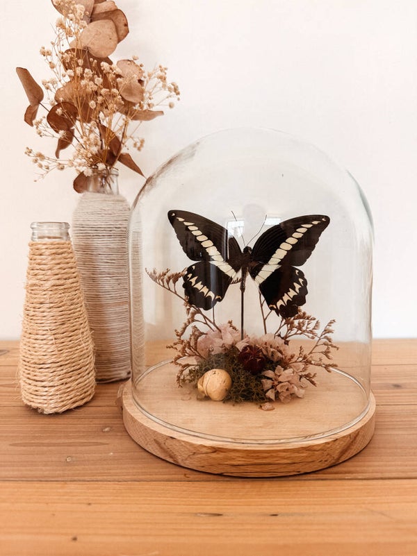 Wild Grace - Glass Dome