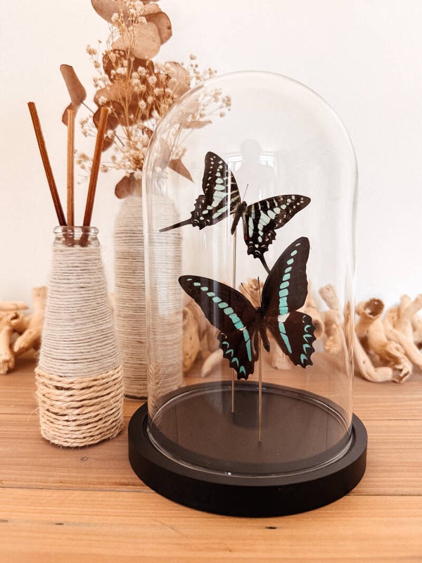 Perfect Pair - Glass Dome