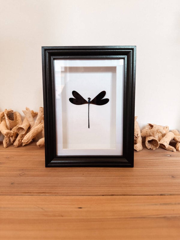 Midnight Wings - Frame