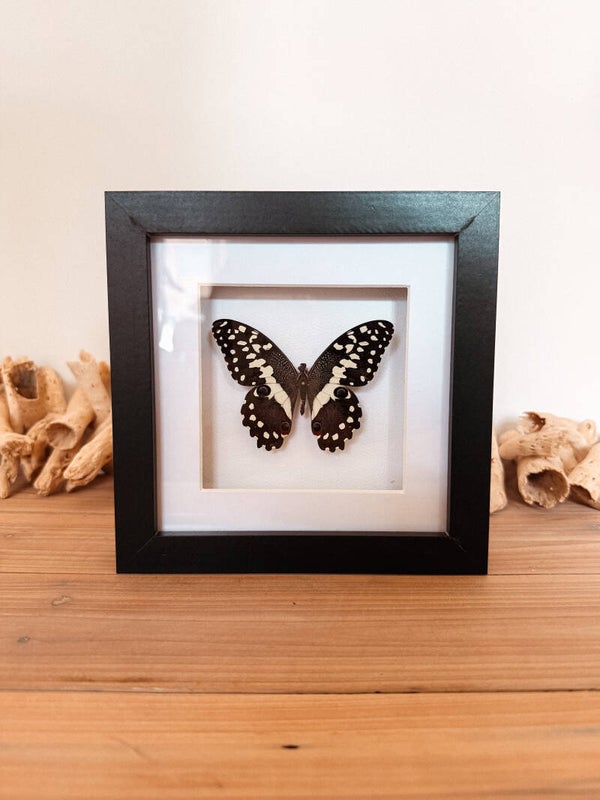 Natural Grace - Frame