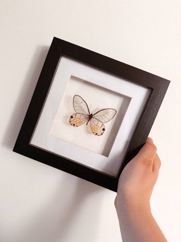 Crystal Wings - Frame
