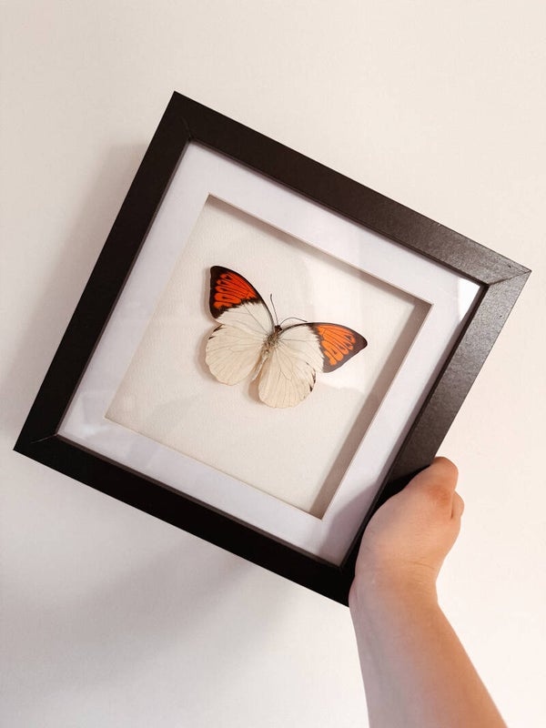 Amber Glow - Large Frame