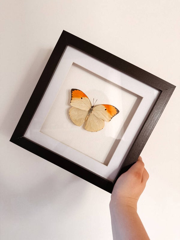 Sunlit Grace - Large Frame