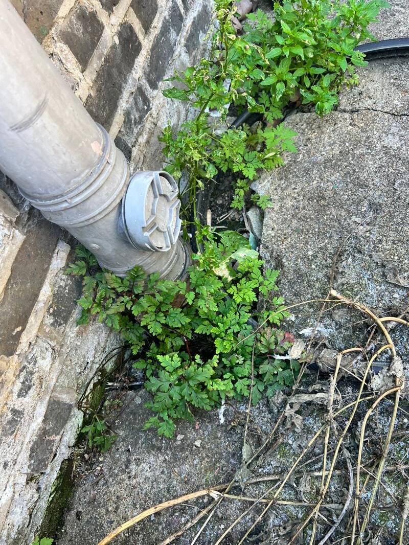 Possible causes of dains and sewage damages due to plants and weeds roots and cracks Contact us today from England +44 800 470 1819 