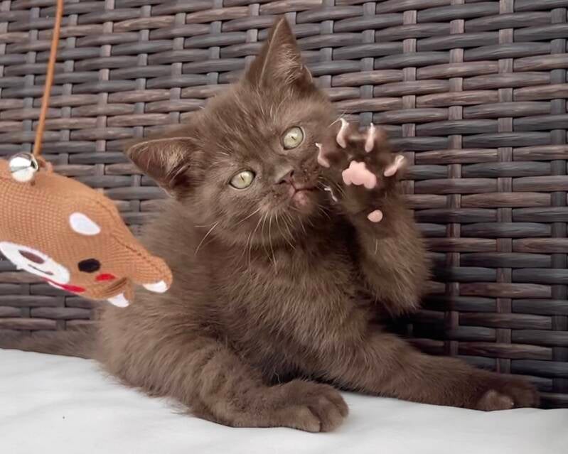 British shorthair chocolate