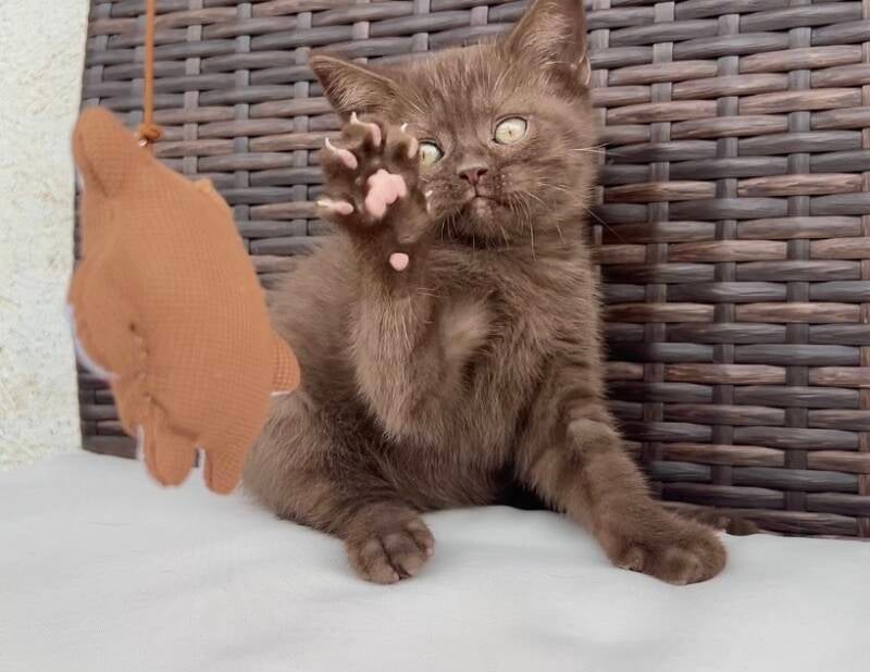 British shorthair chocolate 