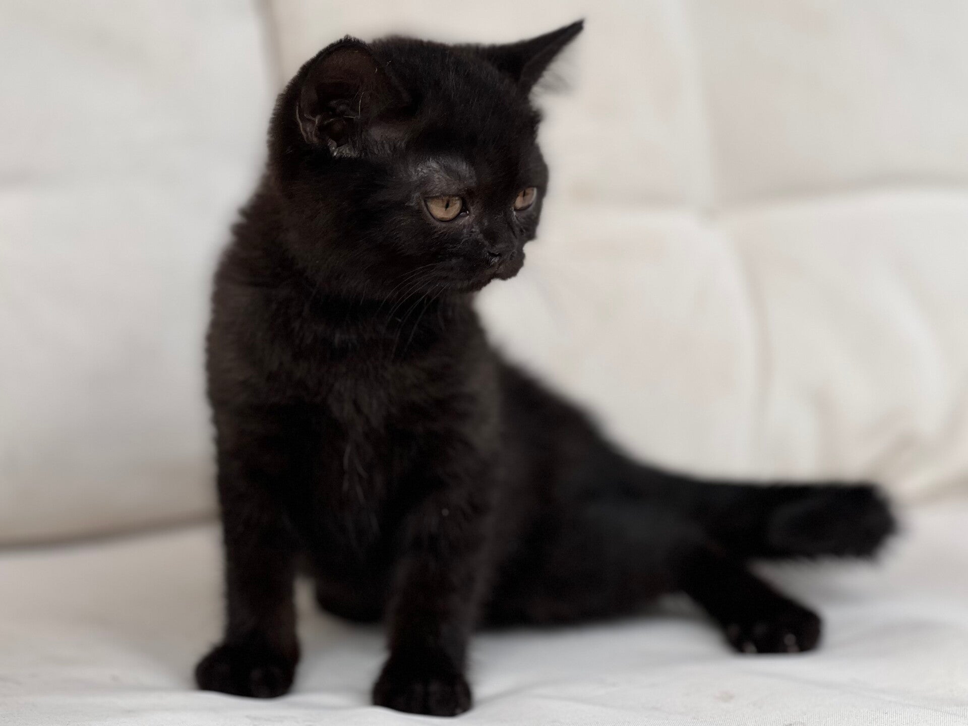 British shorthair negro