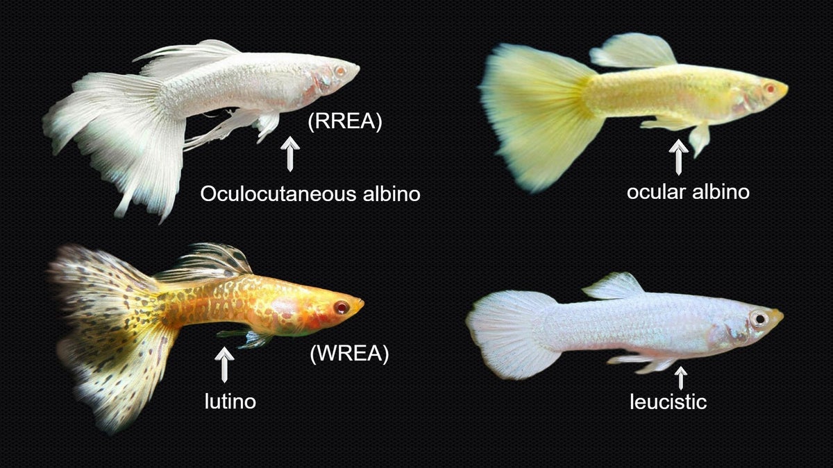 Basic Guppy Genetics Emeraldking aquatics basic-guppy-genetics-emeraldking-aquatics