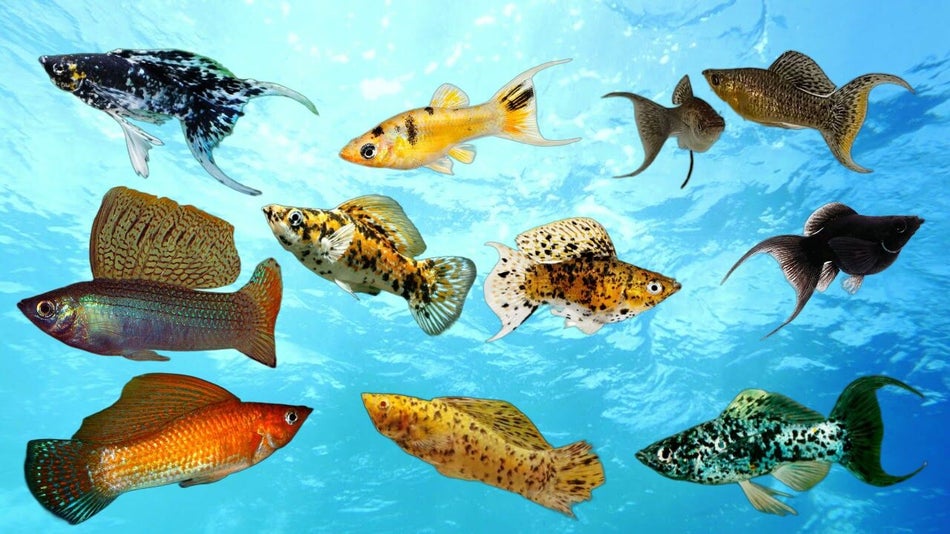 collagesailfinmolly2.jpg