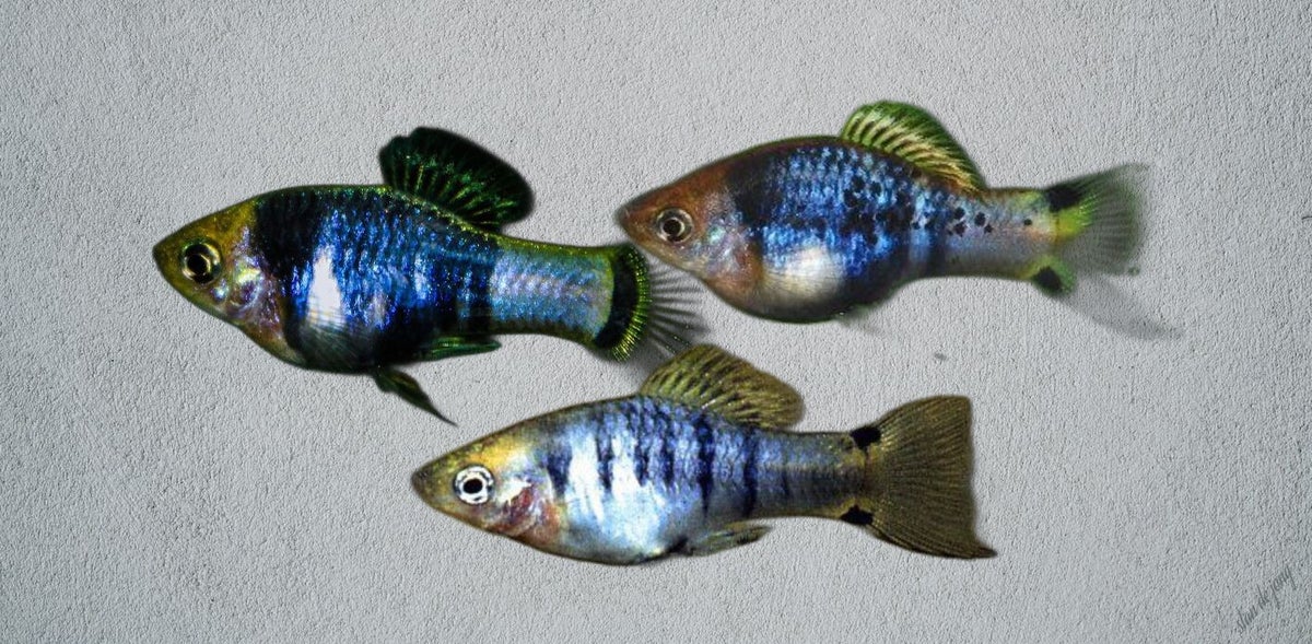 Xiphophorus 2 | emeraldking-aquatics