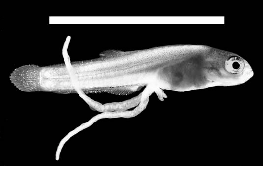 Goodeidae | emeraldking-aquatics