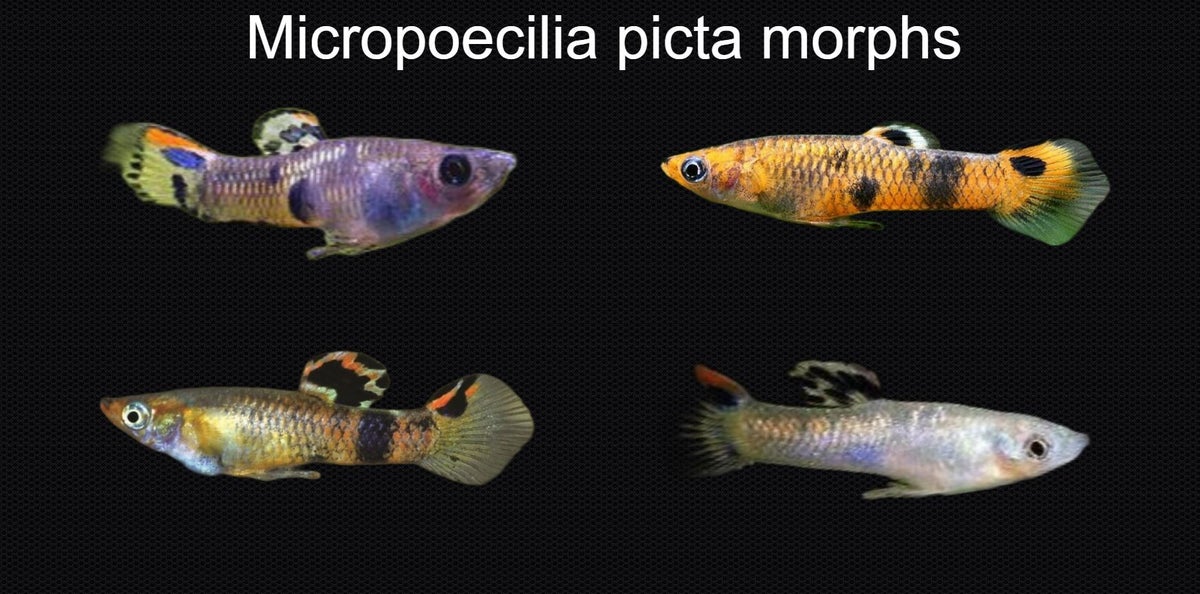 Wild guppy2 | emeraldking-aquatics
