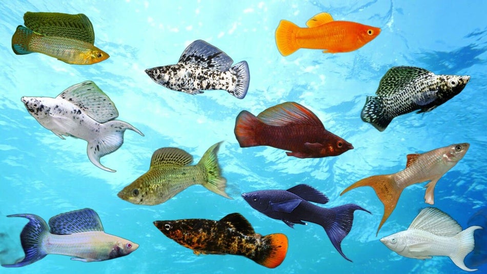 collagefancymollies.jpg