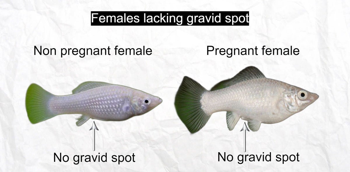 Introduction to livebearing toothcarps | emeraldking-aquatics