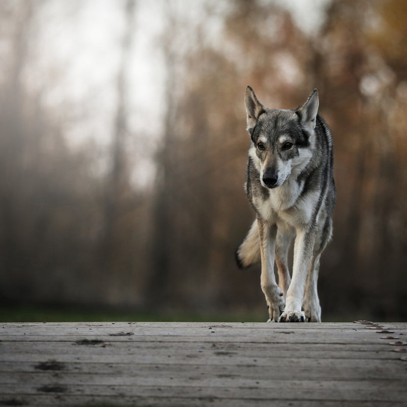 darko08-2.jpg