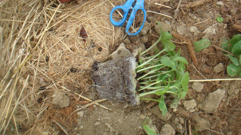 Plant ready to be put in the ground.