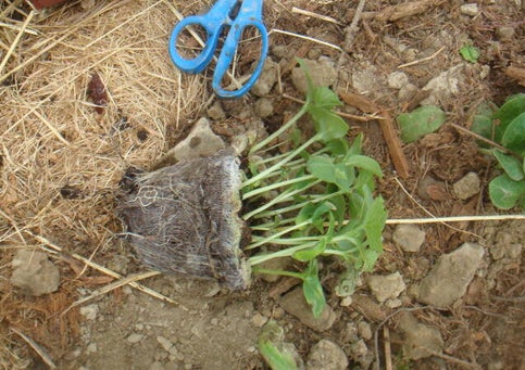 Plant ready to be put in the ground.