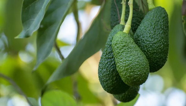 Aguacate Hass