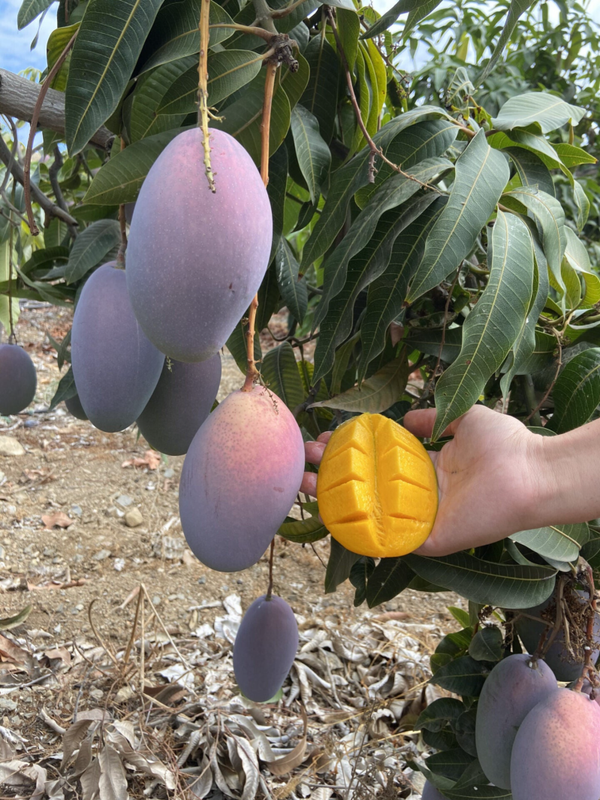 Mango subtropical (origen Axarquía de Málaga)