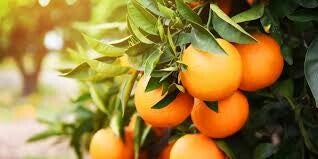 Naranja fresca - Origen Malaga