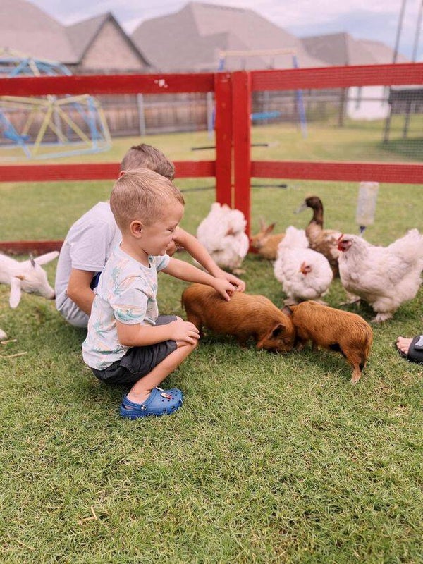 Petting Zoo Package A - 10 Animals 2 Hours