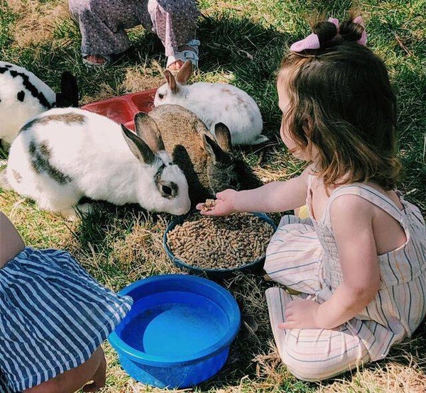 Petting Zoo Package B