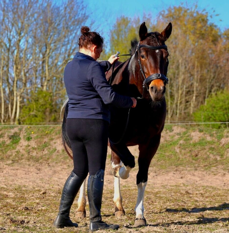 Klassieke dressuur Lesaanbod Texel