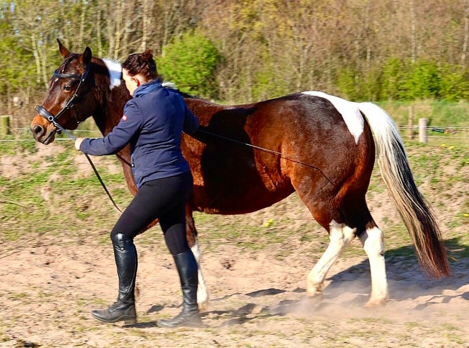 Schouderbuiten | Horsemanship & Klassieke dressuur training