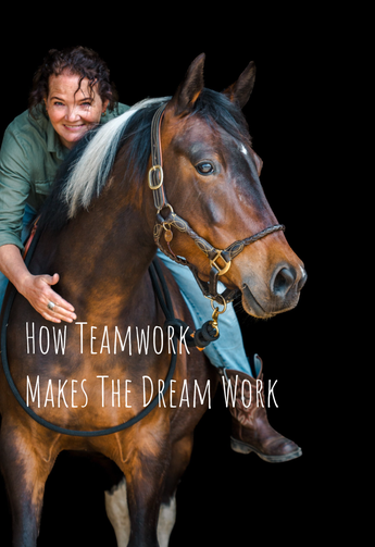 Paardenkracht Texel | Horsemanship & Klassieke training