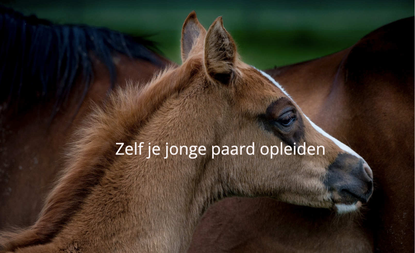 Jonge Paarden plan | Horsemanship Texel