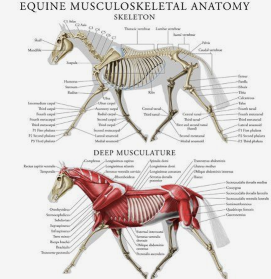 Horsemanship training Texel