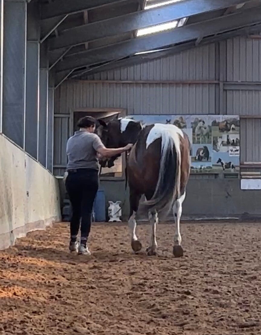 Grondwerk met je paard | Klassieke dressuur Texel