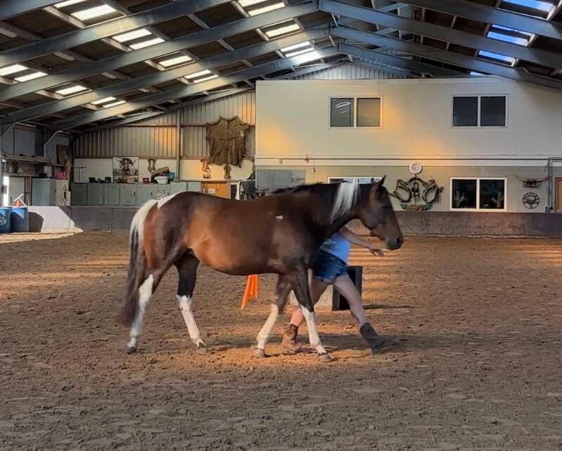 Liberty | Horsemanshiptraining Texel
