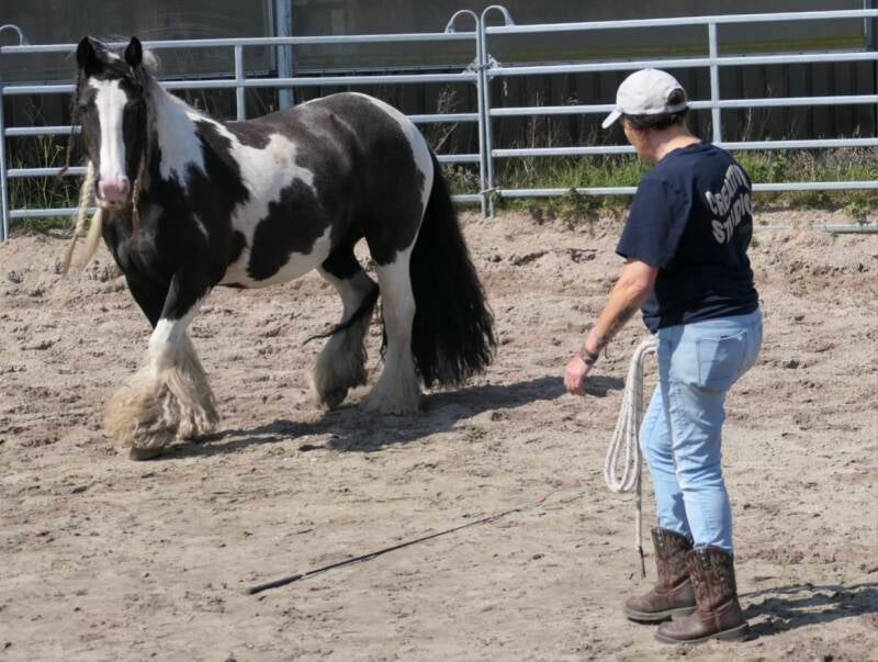 Horsemanship training Texel