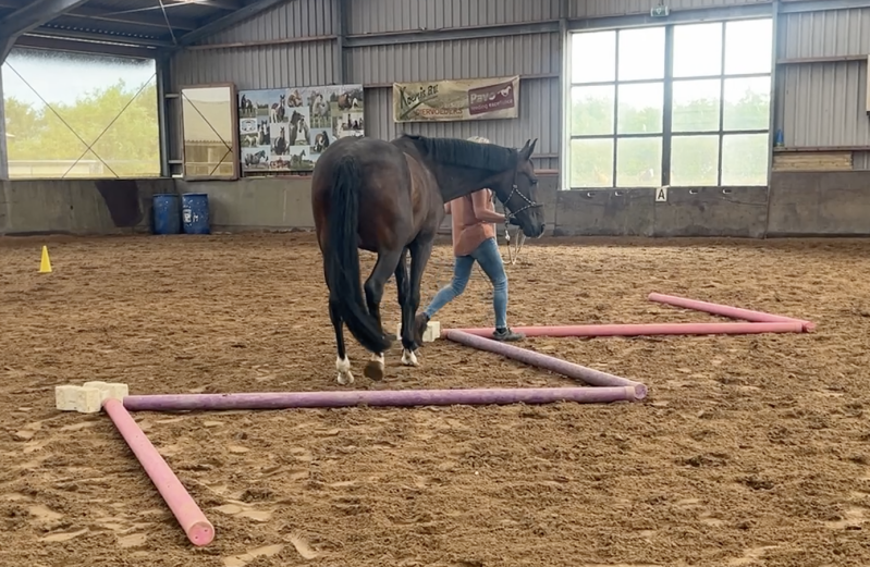 Boost je Training | Horsemanshiptraining Texel