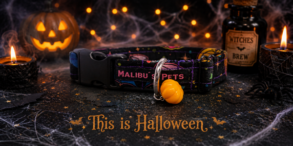 Halsband This is Halloween
