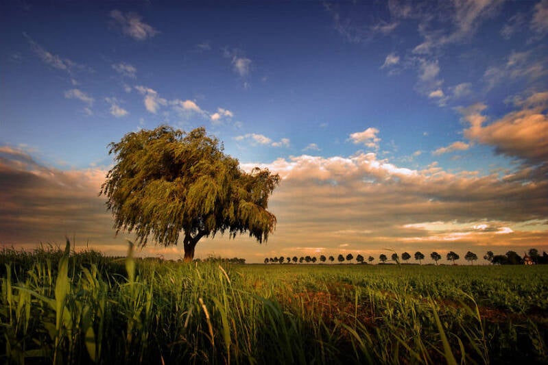 brabant in de ban van buiten, brabants landschap, prijs, boom