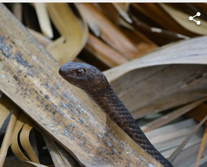Coachwhip (2)