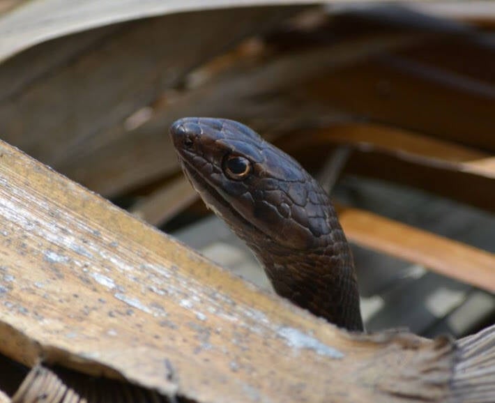 Coachwhip (1)