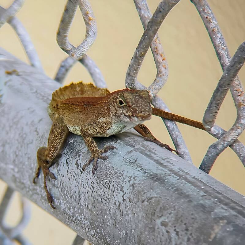 Crested Anole (2)