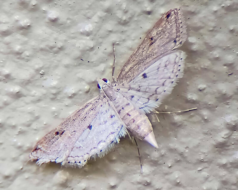 Paraponyx Aquatic Crambid (1)