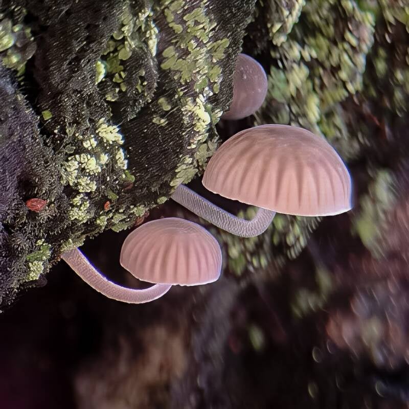 Mushroom (2)