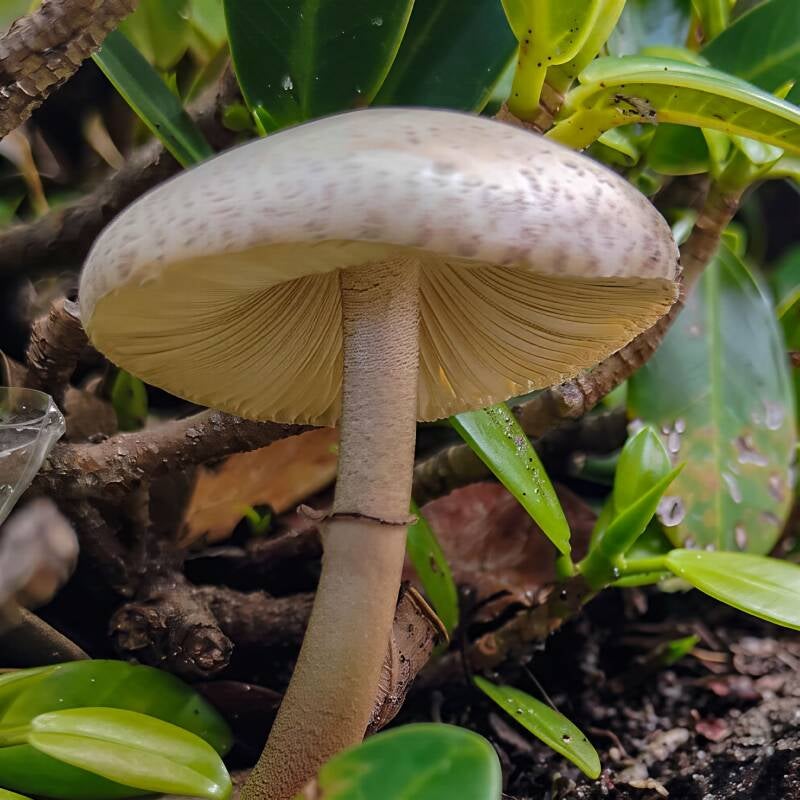 Commom Gilled Mushroom (1)