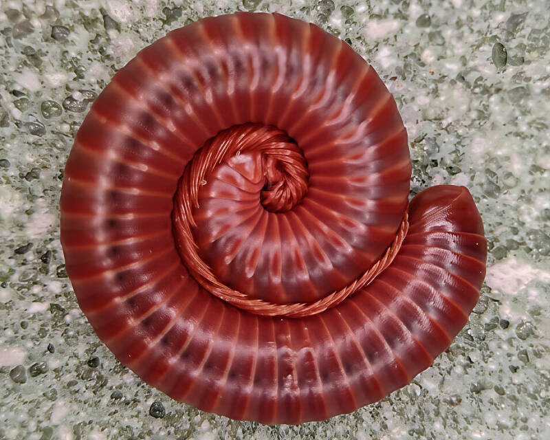 Rusty Millipede (1)