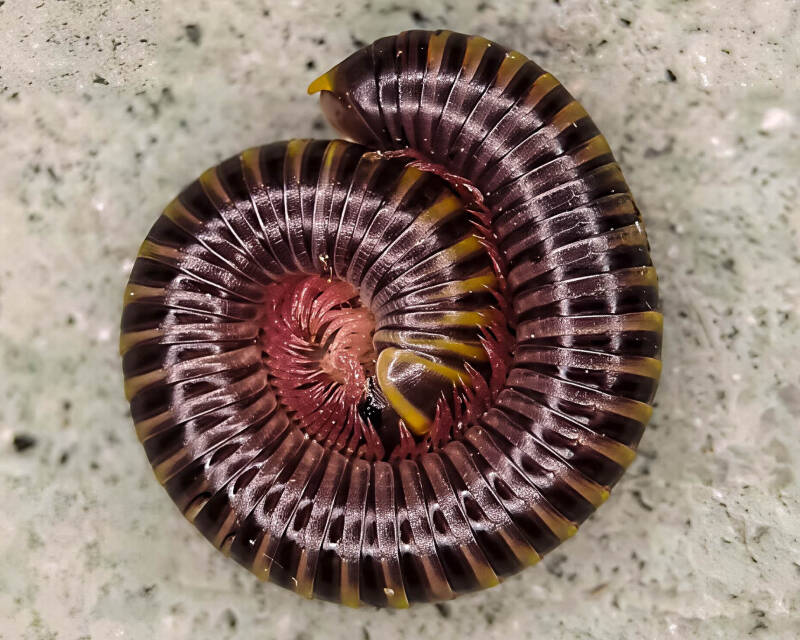 Bumblebee Millipede (2)