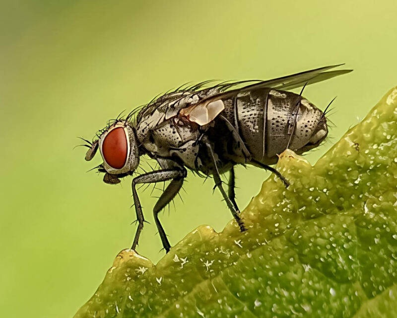 Flesh Fly (11)