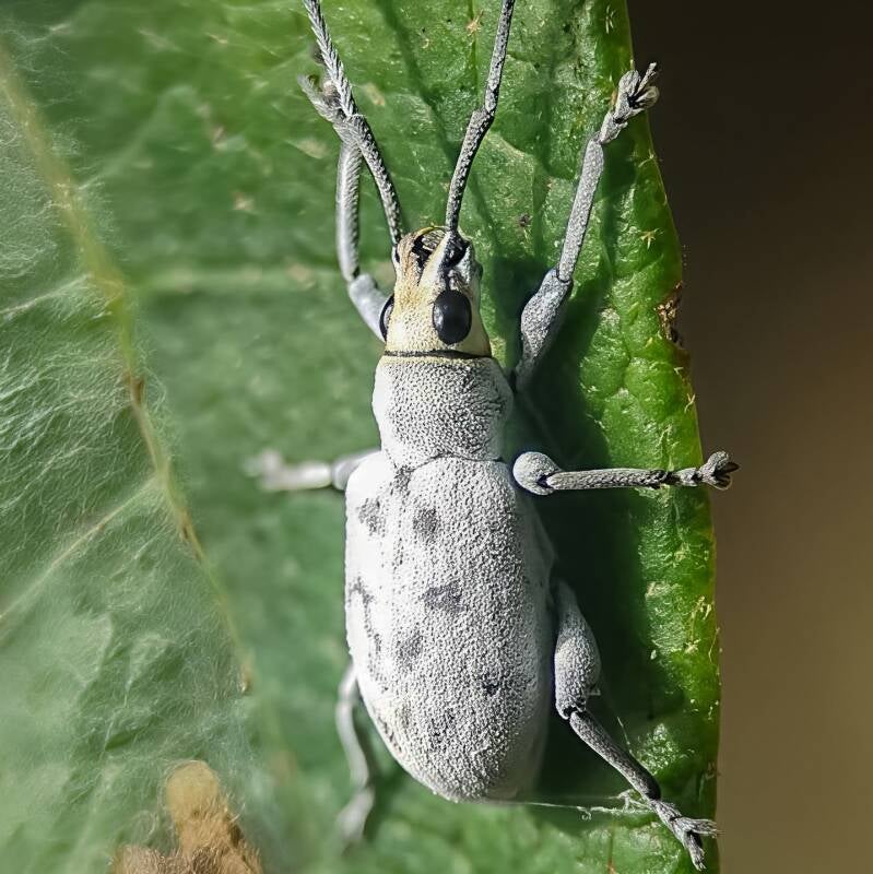 Sri Lanka Weevil (2)
